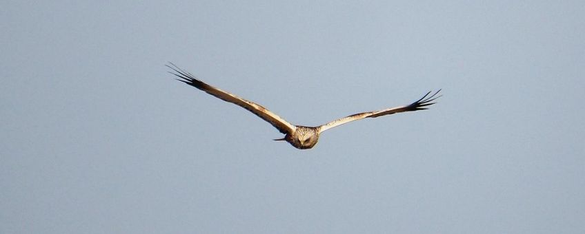 Circus aeruginosus. Bruine kiekendief
