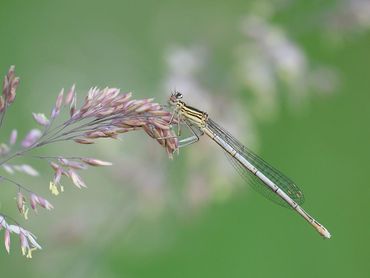 Vrouwtje blauwe breedscheenjuffer
