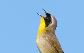 Common Yellowthroat