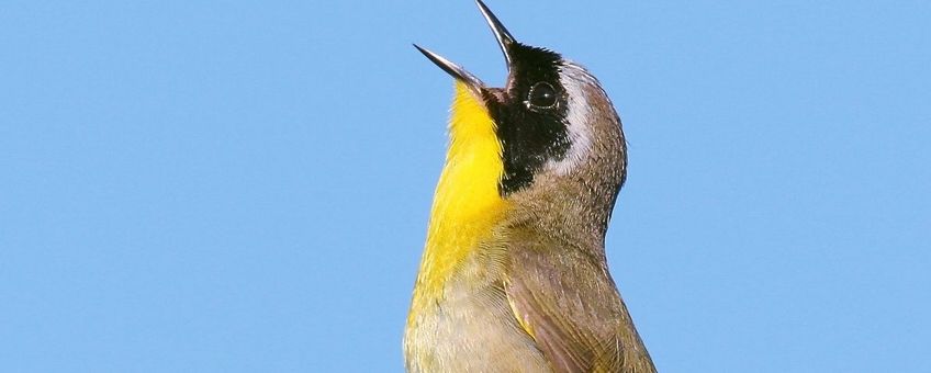 Common Yellowthroat