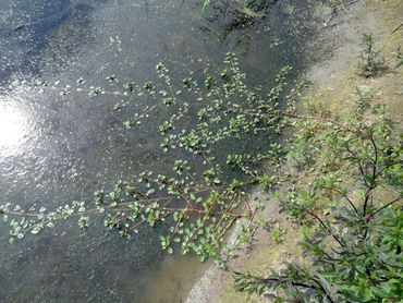 Kleine waterteunisbloem breidt zich vanuit de oever uit over het wateroppervlak