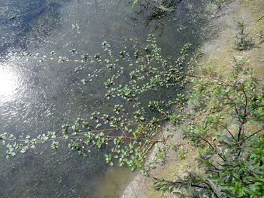 Kleine waterteunisbloem breidt zich vanuit de oever uit over het wateroppervlak