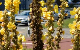 Kars Veling Teunisbloem in berm - primair