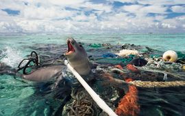 © naturepl.com _ Michael Pitts _ WWF ghost gear