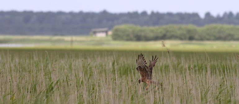 Vrouwtje Grauwe kiekendief valt in met prooi op haar nest in de Lauwersmeer 