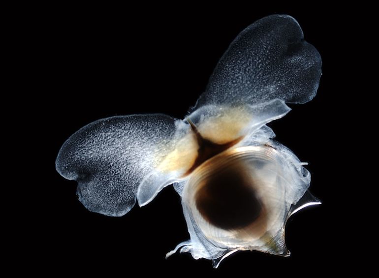 Sea butterfly Cavolinia uncinata