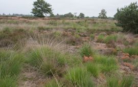 Groote Heide, Noord-Brabant. Niet-geplagde heide