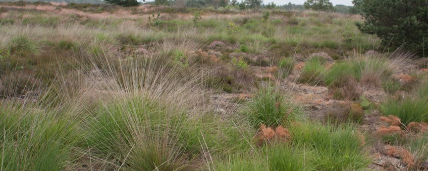 Groote Heide, Noord-Brabant. Niet-geplagde heide