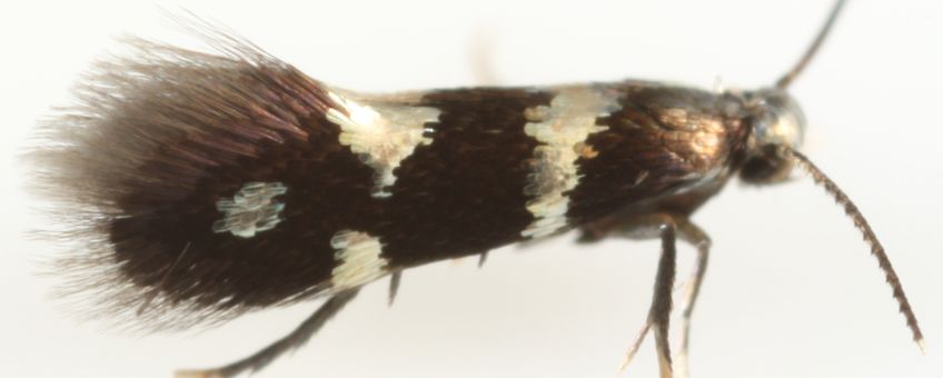 Aspilanta ampelopsifoliella female