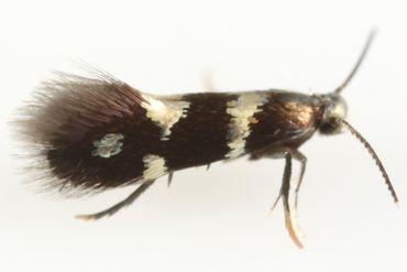 Aspilanta ampelopsifoliella female