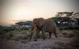 Elephants in Amboseli National Park, Kenya