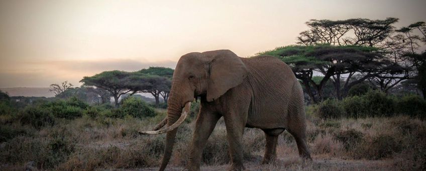 Elephants in Amboseli National Park, Kenya