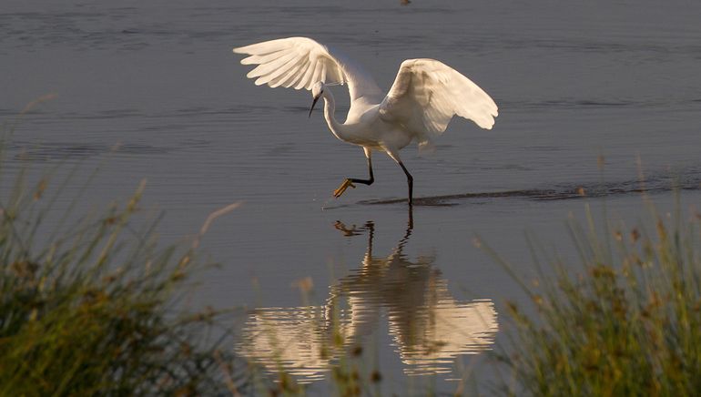 Nieuwe soorten uit het zuiden, zoals de kleine zilverreiger, hebben zich gevestigd in ons land