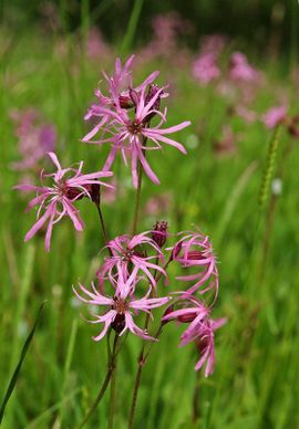 Lychnis flos-cuculi, Echte koekoeksbloem, ragged robin