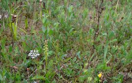 Mark Meijrink Honingorchis. Lauwersmeergebied