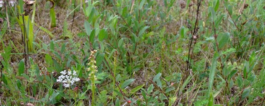 Honingorchis. Lauwersmeergebied