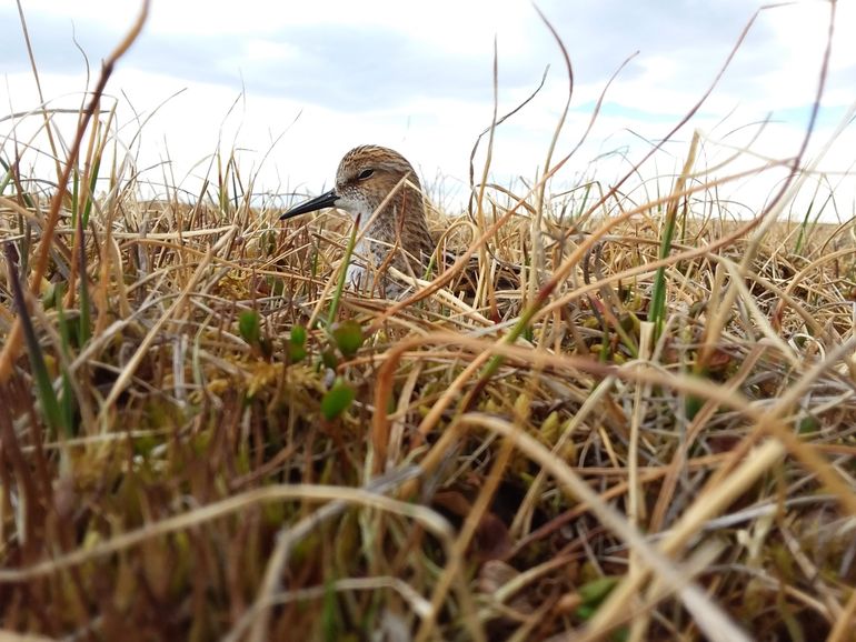 Little stint (Calidris minuta) incubating the clutch. Taymir, Great Arctic State Nature Reserve, Knipovich Bay, 2019
