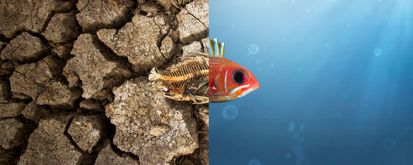 Longspine squirrelfish