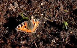 zonnende kleine vos in vroege voorjaar