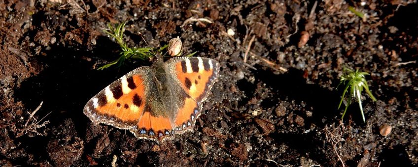 zonnende kleine vos in vroege voorjaar