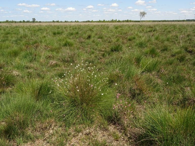 In het Amsterdamsche Veld kan veel geschikt leefgebied ontstaan wanneer het waterpeil in de zomer minder diep wegzakt.