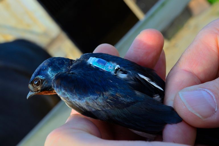 Boerenzwaluw waarop net een logger is bevestigd (In de foto boven dit artikel in vlucht)