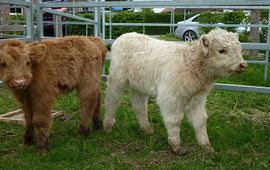 Schotse hooglander, kalfjes, roodbruin en blond.