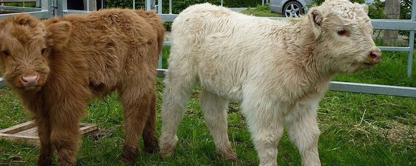 Schotse hooglander, kalfjes, roodbruin en blond.