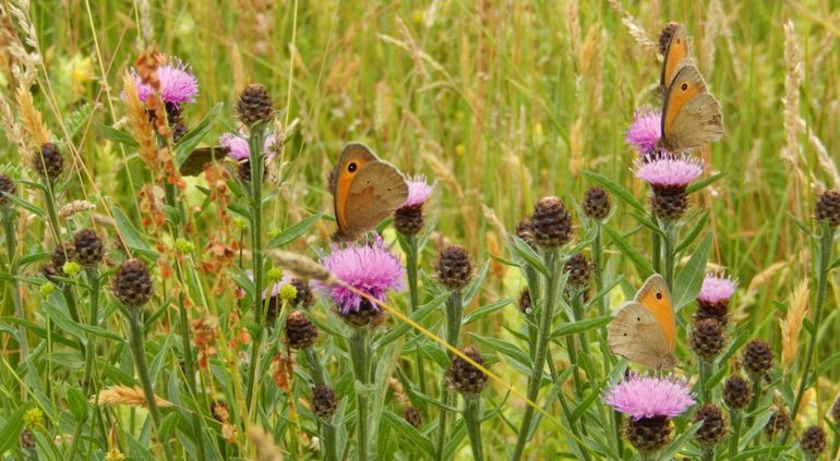 Bruin zandoogjes zitten soms met veel bij elkaar als er voldoende bloeiende planten staan, zoals hier bijvoorbeeld op knoopkruid