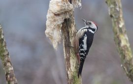 Dendrocopos medius. Middelste bonte specht