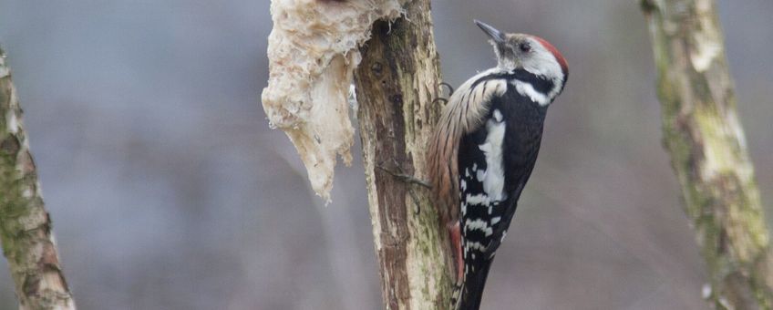 Dendrocopos medius. Middelste bonte specht