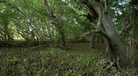 Black Mangrove roots.