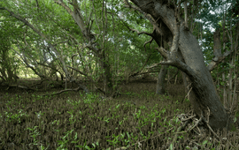 Black Mangrove roots