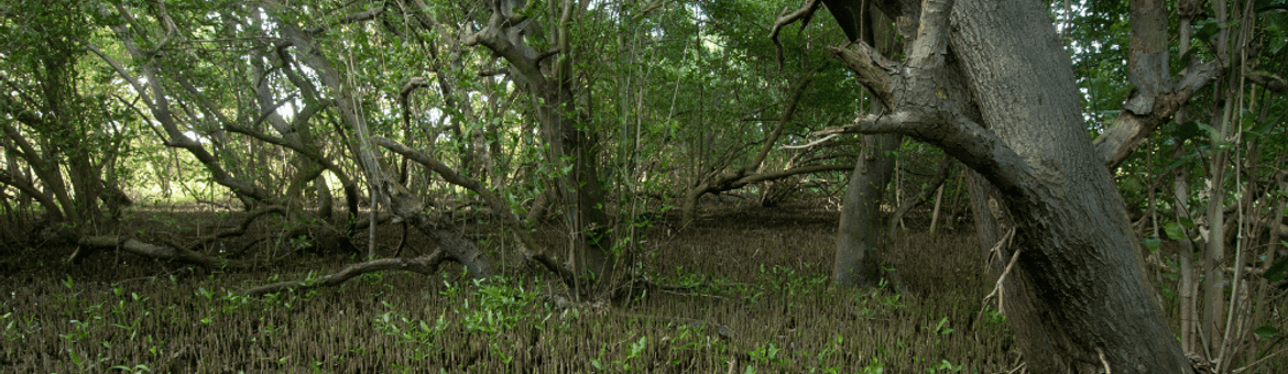 Black Mangrove roots.
