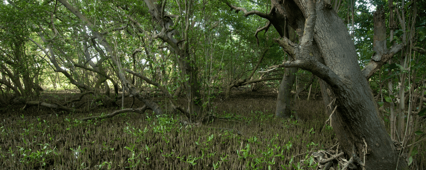 Black Mangrove roots