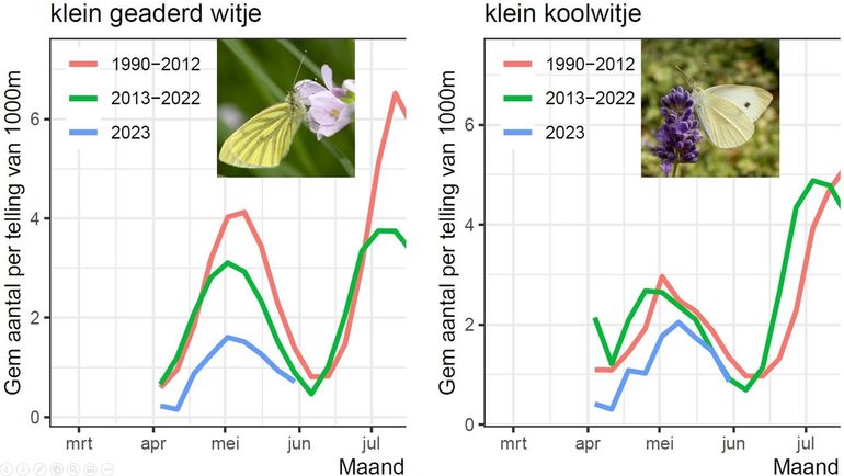Gemiddeld aantal vlinders per route van klein geaderd witje en klein koolwitje in het voorjaar van 2023, vergeleken met het langjarig gemiddelde