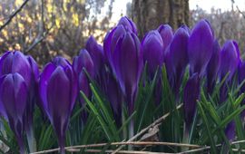 Paarse krokus in volle bloei in Ede op 14 maart 2018