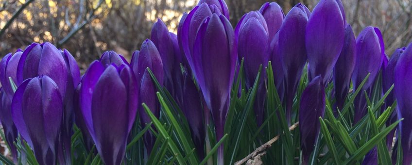 Paarse krokus in volle bloei in Ede op 14 maart 2018