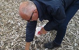 Na de zware zomerstorm van 25 juli 2015 was het Noordzee bedekt met ontelbare verse schelpdieren en andere zeedieren.