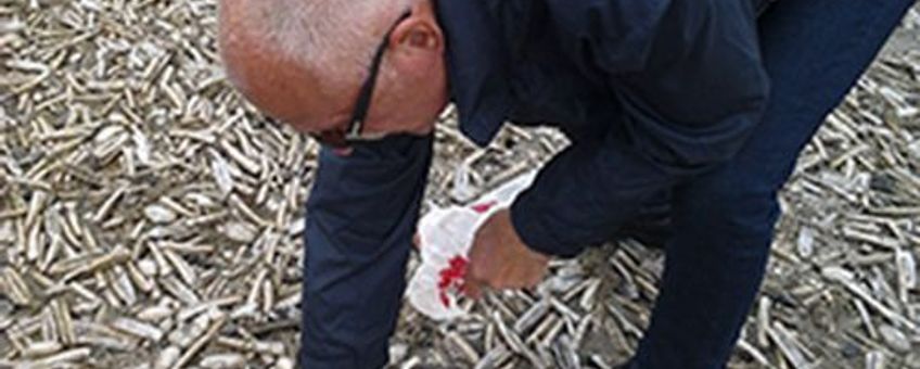 Na de zware zomerstorm van 25 juli 2015 was het Noordzee bedekt met ontelbare verse schelpdieren en andere zeedieren.