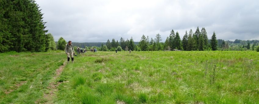 veengebied Ardennen - primair