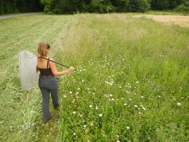 In het SPRING-project wordt de hulp ingeschakeld van beroepsbiologen, deskundige taxonomen en burgerwetenschappers