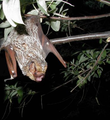 Hoary bat