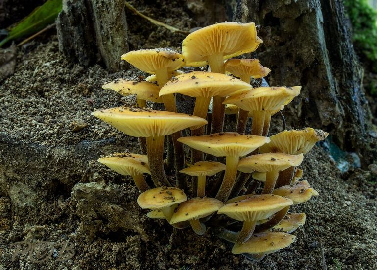Zomerfluweelpootje (Flammulina fennae)