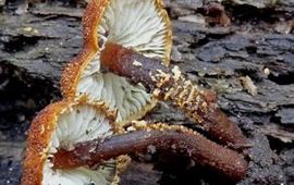 Luc Knijnsberg Cystoderma simulatum