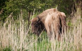 Wisent in Natuurpark Lelystad EENMALIG GEBRUIK