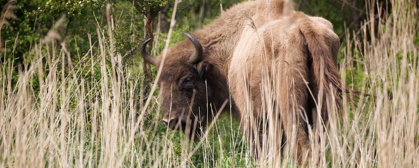 Wisent in Natuurpark Lelystad EENMALIG GEBRUIK