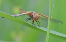 Libellula fulva, Bruine korenbout
