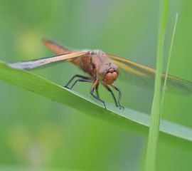 Libellula fulva, Bruine korenbout