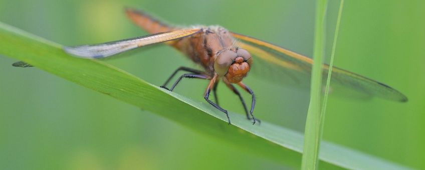 Libellula fulva, Bruine korenbout